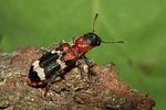 thanasimus-formicarius3-foto-koehler