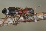 thanasimus-pectoralis-foto-koehler