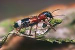 thanasimus-rufipes2-foto-koehler