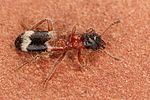 thanasimus-rufipes4-foto-koehler
