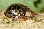 thymalus-limbatus-foto-dvorak