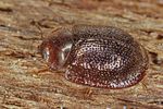 thymalus-limbatus-foto-koehler