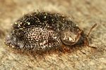 thymalus-limbatus2-foto-dvorak