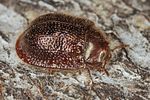 thymalus-limbatus2-foto-koehler