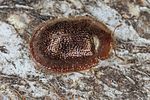 thymalus-limbatus3-foto-koehler