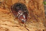 thymalus-limbatus4-foto-koehler