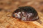 thymalus-limbatus5-foto-koehler