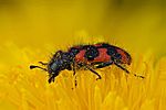 trichodes-alvearius-foto-goebel-berggold