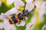 trichodes-alvearius-foto-goebelberggold
