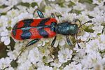 trichodes-alvearius-foto-koehler