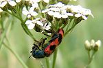 trichodes-alvearius-foto-obst
