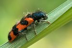 trichodes-alvearius-foto-swadzba