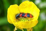 trichodes-alvearius-foto-wmueller