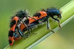 trichodes-alvearius-paar-foto-swadzba