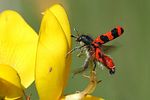 trichodes-alvearius2-foto-derennes
