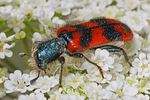 trichodes-alvearius2-foto-koehler