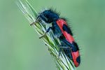 trichodes-alvearius2-foto-swadzba