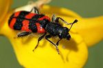 trichodes-alvearius3-foto-derennes