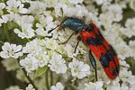 trichodes-alvearius3-foto-koehler