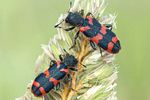 trichodes-alvearius3-foto-swadzba