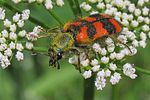 trichodes-alvearius4-foto-koehler