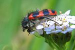 trichodes-alvearius5-foto-koehler
