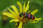 trichodes-alvearius6-foto-koehler