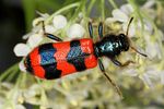 trichodes-apiarius-foto-altmann