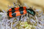trichodes-apiarius-foto-dvorak