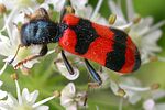 trichodes-apiarius-foto-haug