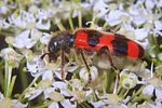 trichodes-apiarius-foto-koehler