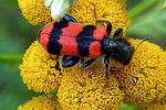trichodes-apiarius-foto-mlakar