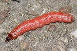 trichodes-apiarius-larva-foto-auer