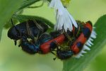 trichodes-apiarius-paar-foto-auer