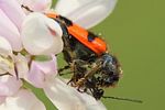 trichodes-apiarius-prey-foto-renke