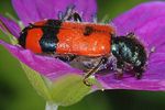 trichodes-apiarius-subtrifasciatus2-foto-keresztes