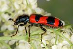 trichodes-apiarius2-foto-altmann