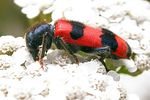 trichodes-apiarius2-foto-keresztes