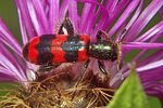 trichodes-apiarius2-foto-koehler