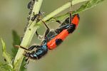 trichodes-apiarius3-foto-koehler