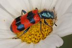 trichodes-apiarius4-foto-koehler