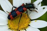 trichodes-favarius-foto-fransen
