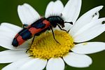 trichodes-favarius2-foto-fransen