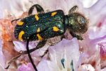 trichodes-flavocinctus2-foto-megroz