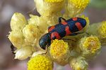 trichodes-leucopsideus-foto-baeuerle