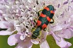 trichodes-leucopsideus-foto-fransen