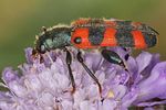 trichodes-leucopsideus-foto-koehler