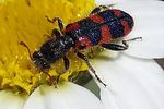 trichodes-leucopsideus-foto-martinez