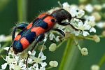 trichodes-leucopsideus-foto-megroz