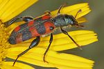 trichodes-leucopsideus2-foto-koehler